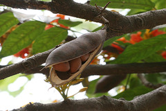Castanospermum australe